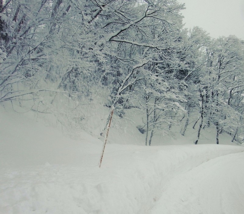 New Years snow falling thick and fast - Oshoogatsu no tenki ni wa yuki ga takusan futte ita nee!
