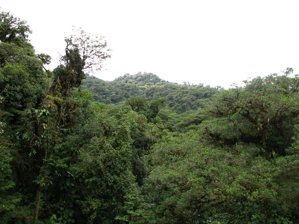 Regnskog i Monteverde