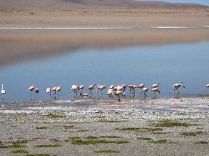 First Flamingo spot
