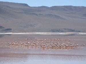Next Flamingo spot