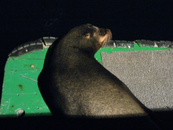 A sea lion sleeping on the back of our boat