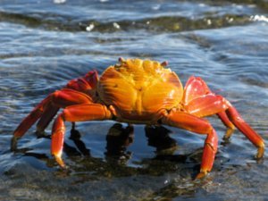 Sally lightfoot crab