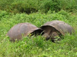 giant land tortoises
