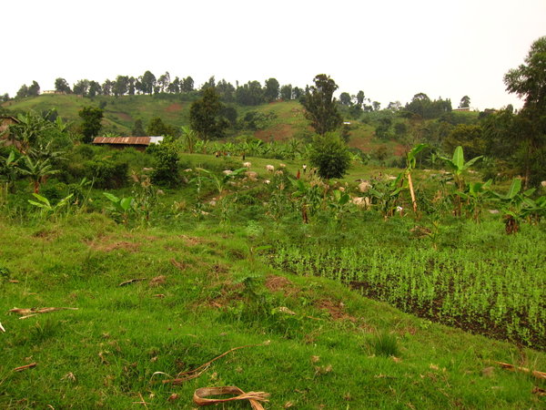 Countryside around Mitandi