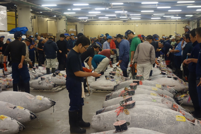 Frozen Tuna auction, Tsukiji fish market, Tokyo