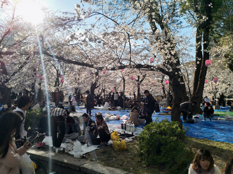Cherry trees blossoming in Tsurumai Park, Nagoya