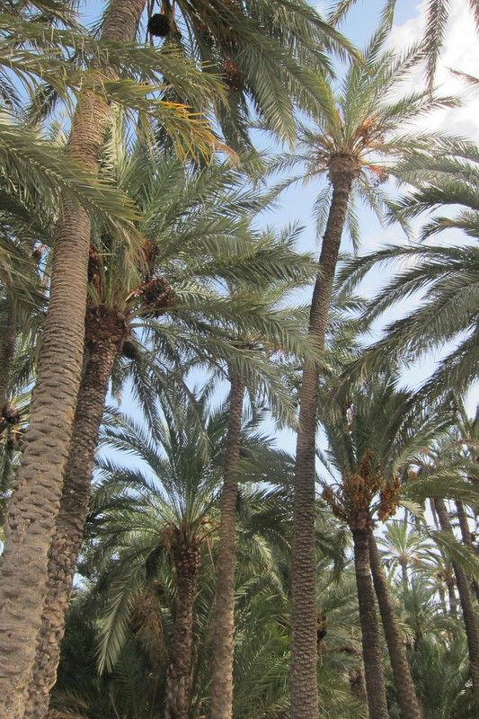 Elche Palm grove