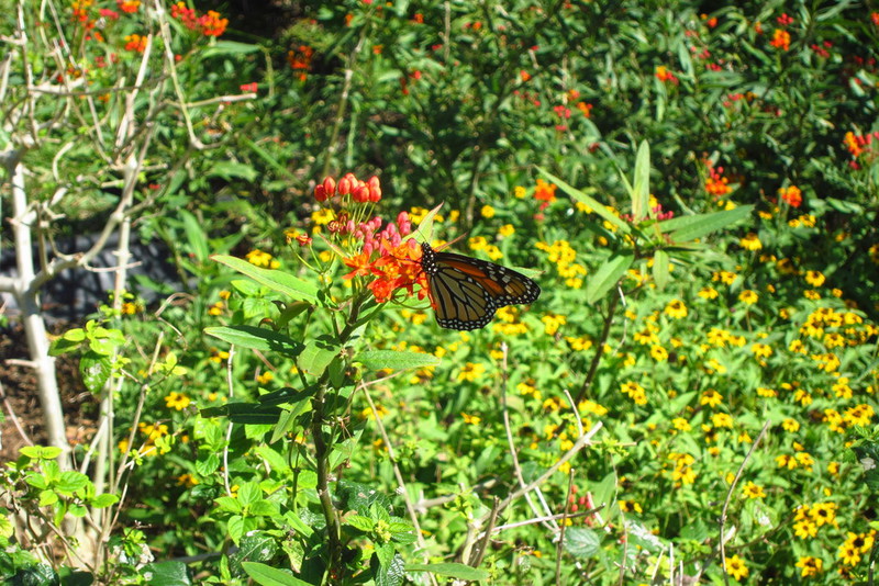 Butterfly in Foster Botanical Garden