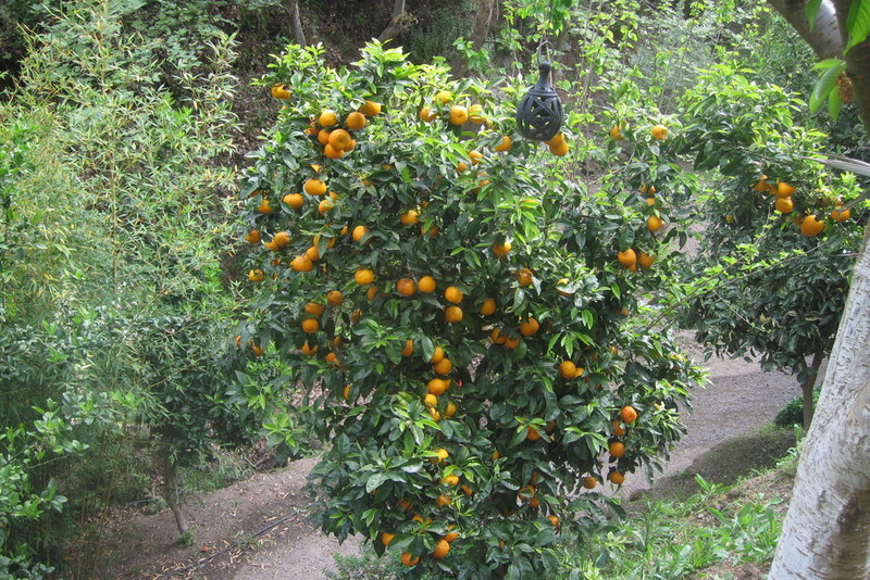 Orange tree in Crete botanical garden