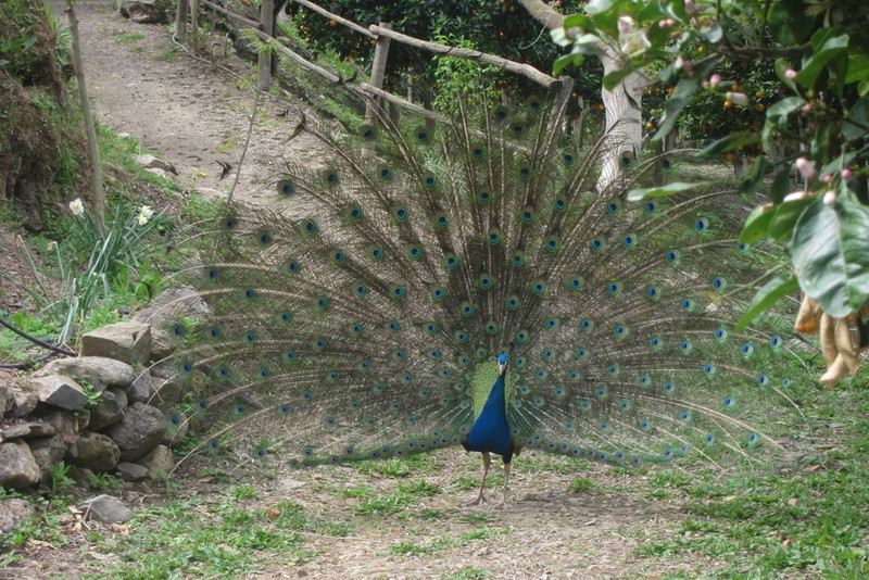 a Peacock