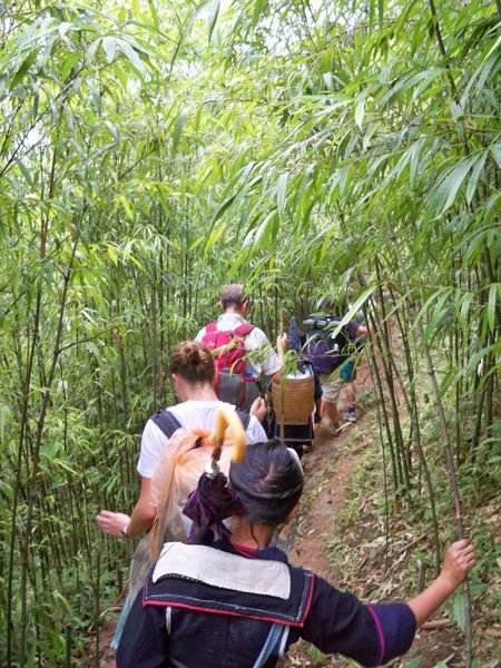 Trekking the bamboo forest
