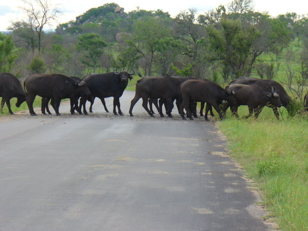Herd of 200 Buffalo