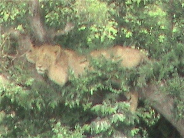 Lion in a Tree