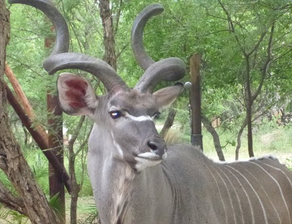 Kudu came to visit