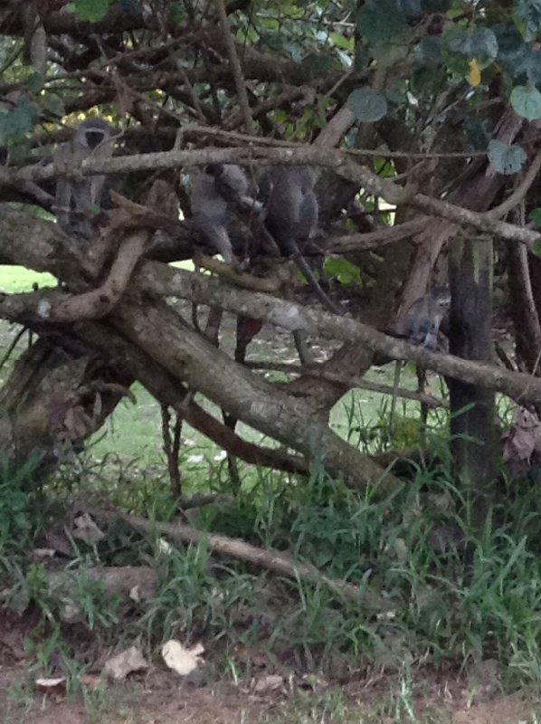 Troublesome vervet monkeys