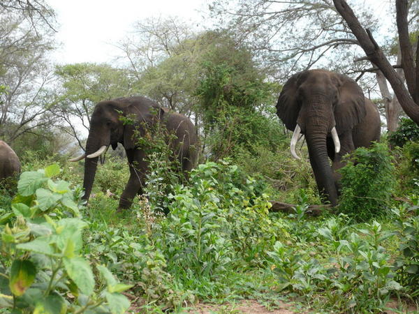 Elephants at Brunch