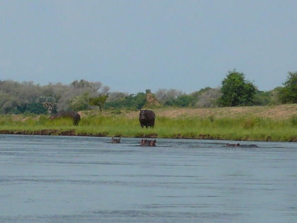 Hippos on shore