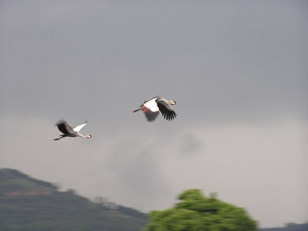 Cranes in flight