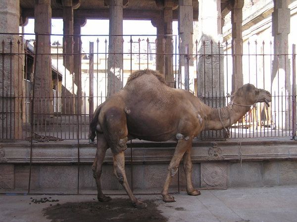 Temple Camel