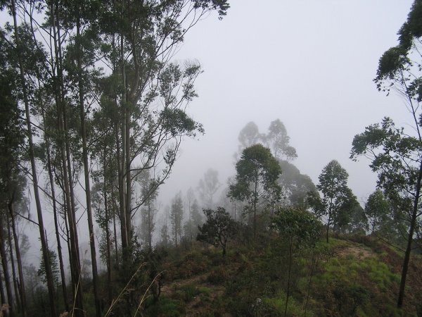 Misty Mountains, Kodaikanal