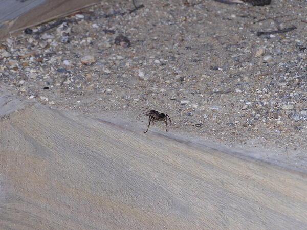 Jumping Jack Ant