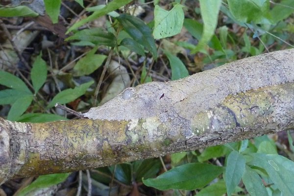 Leaf Tailed Gecko -- can you find it
