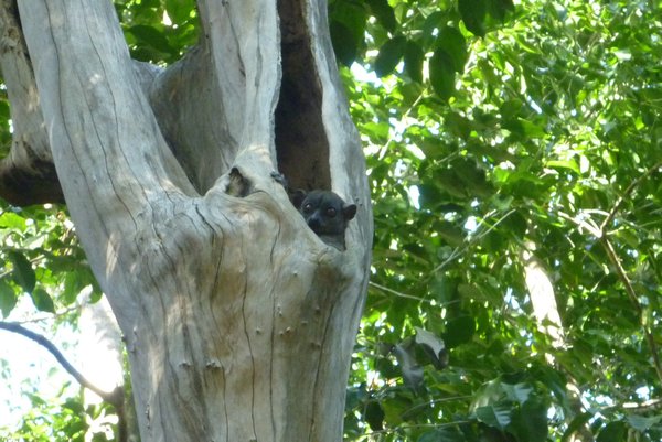 Sleeping lemur