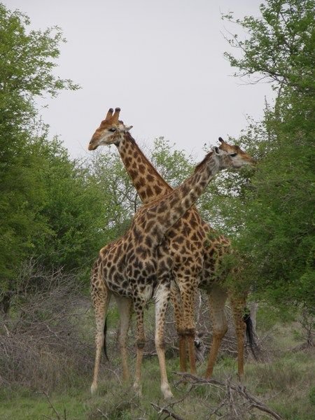 Giraffe (Kruger)