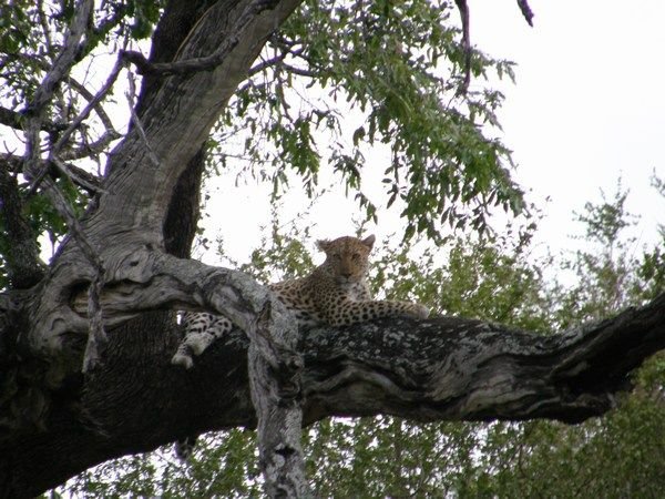 Leopard (Kruger)