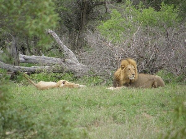 Lions (Kruger)