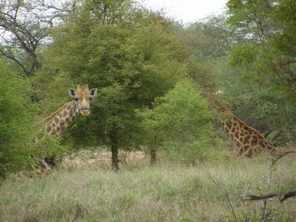 Giraffe Peeking (Kruger)
