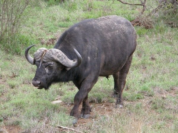 Buffalo (Kruger)
