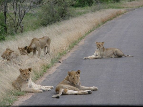 Pride of lions (Kruger)