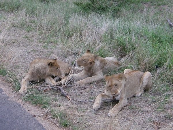 Pride of lions (Kruger)