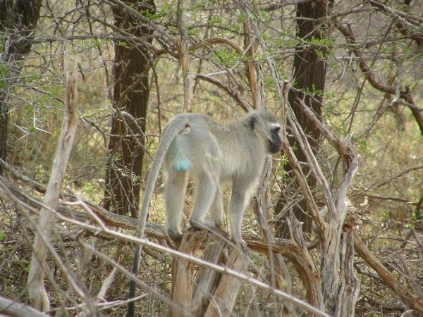 Vervet Blue Assed Monkey (Kruger)