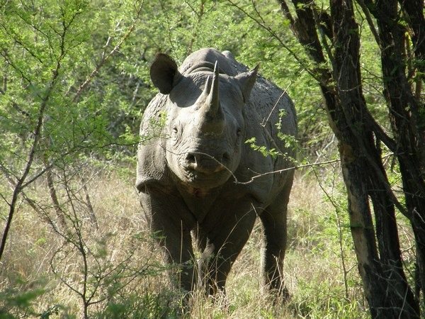 White Rhino (kruger)