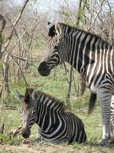 Zebras (Kruger)