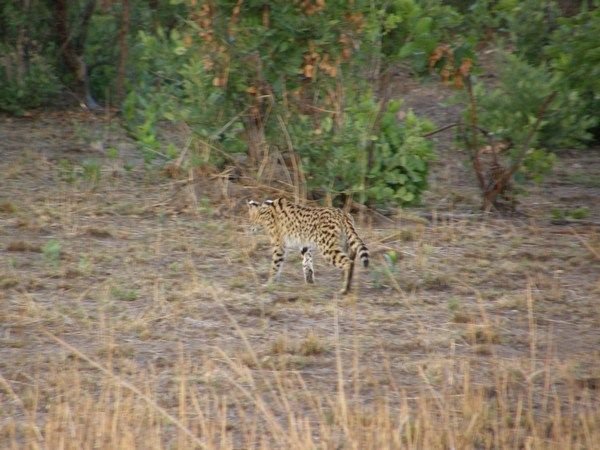 The rare serval