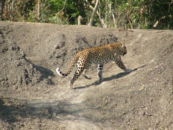 Leopard on the banks of the Kafue