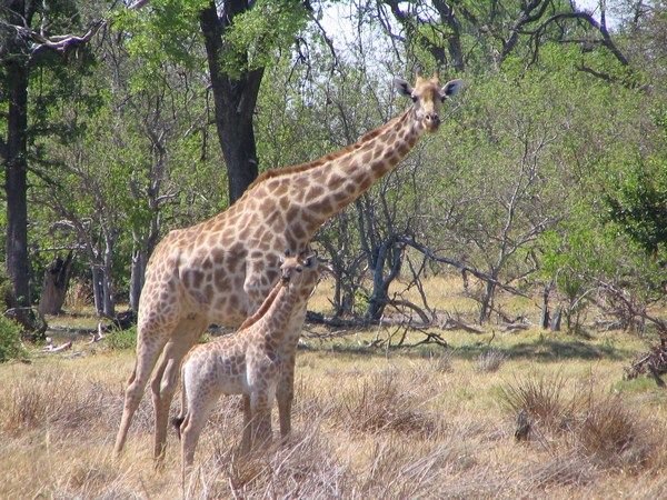 More babies in moremi reserve