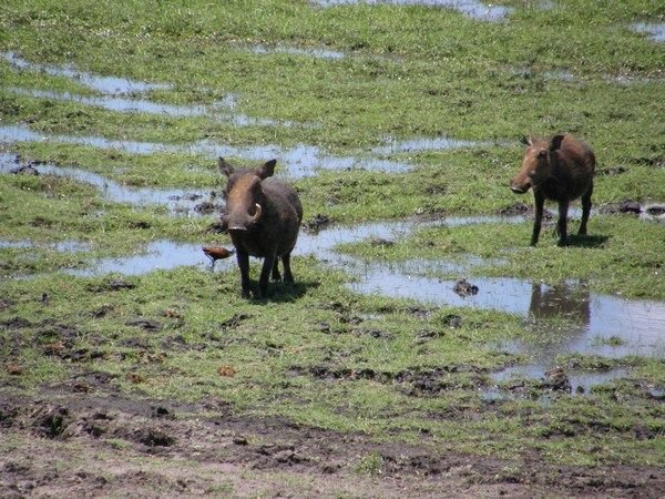 Nothing like wallowing in glorious mud, Chobe style!