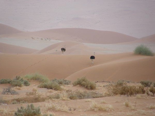 Ostriches on the dunes