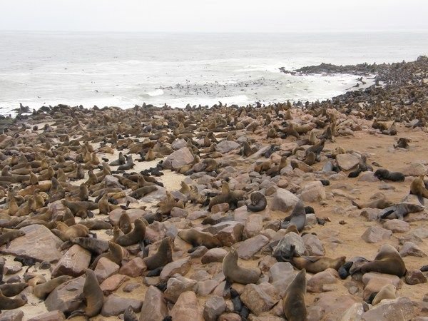 Cape cross seals