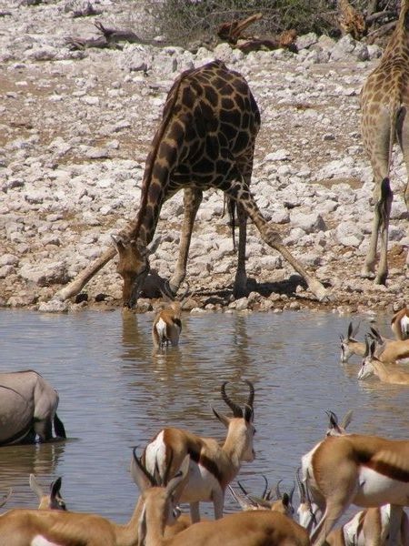 Giraffe at a waterhole in Etosha