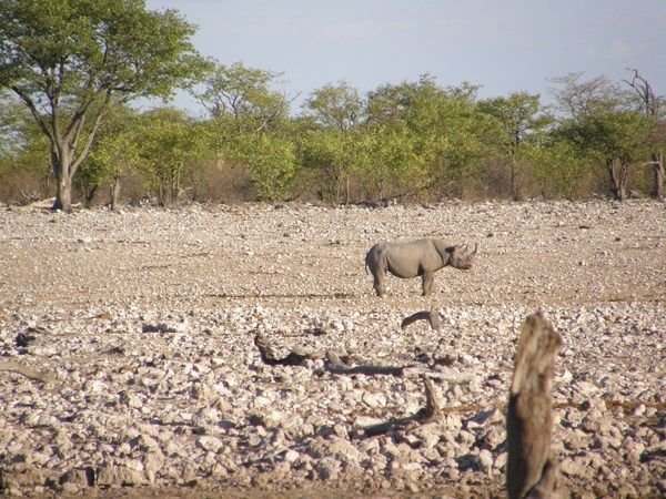 White rhino in Etosha