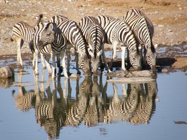 Zebra looking in mirror