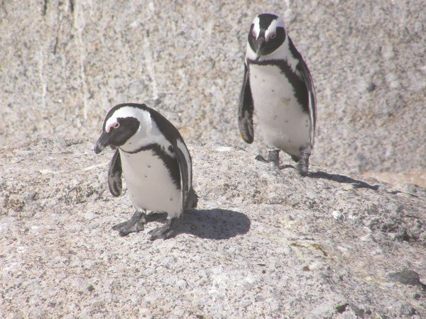 Penguins  colony