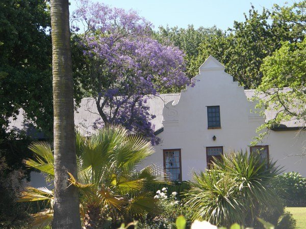 Stellenbosch winery with jacaranda tree in full bloom