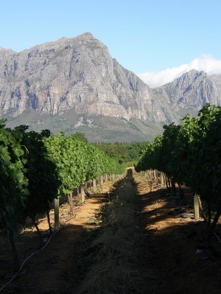 Stellenbosch winery