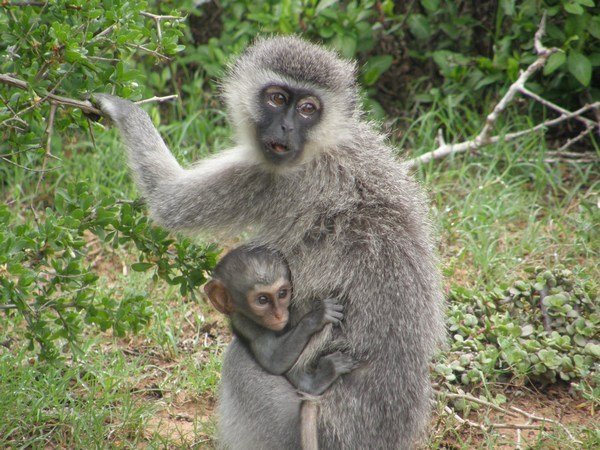 Mum and baby vervet monkey, Addo Elephant NP